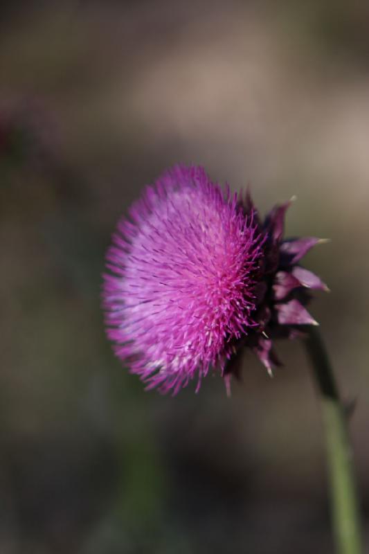 2010-08-21 10:23:08 ** Uinta Mountains ** Thistle.