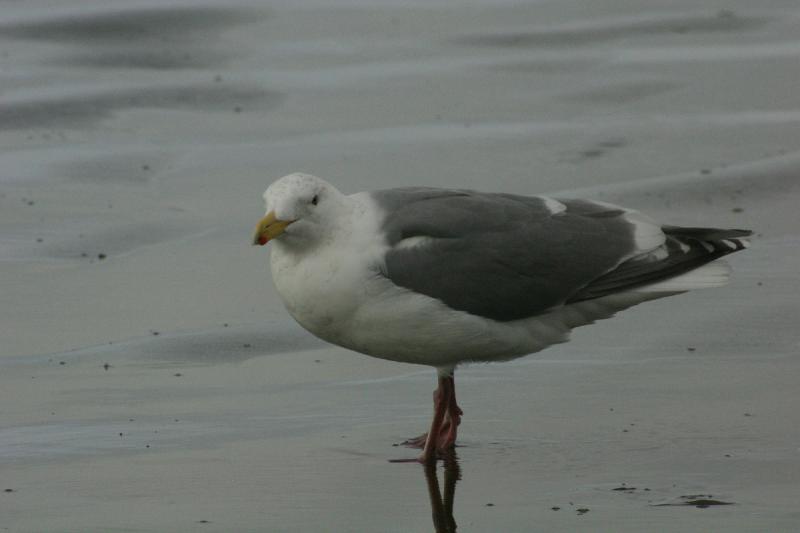 2006-01-28 15:24:58 ** Oregon, Seaside ** Sie läßt mich nur ungern näher herankommen, um meine Fotos zu machen.