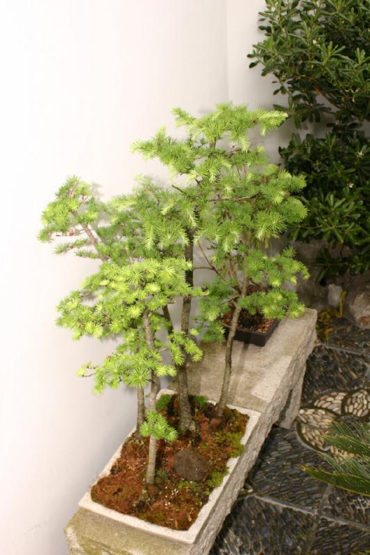 2005-05-05 12:15:31 ** Botanical Garden, Oregon, Portland ** At many places throughout the park are bonsai trees.