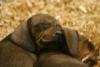 Puppies in a pet store.