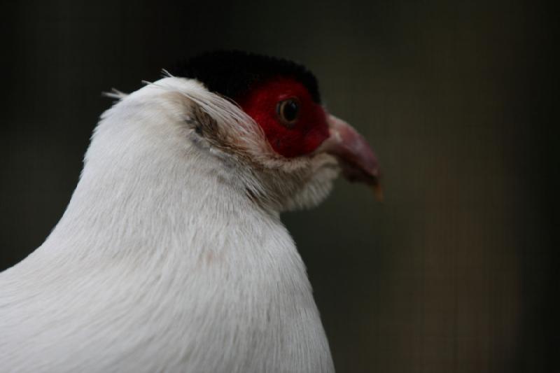 2010-04-13 14:08:40 ** Germany, Walsrode, Zoo ** 