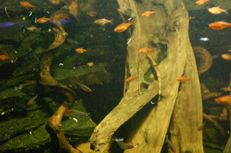 2005-08-25 13:55:52 ** Aquarium, Berlin, Deutschland, Zoo ** Buntes Süßwasserbecken.