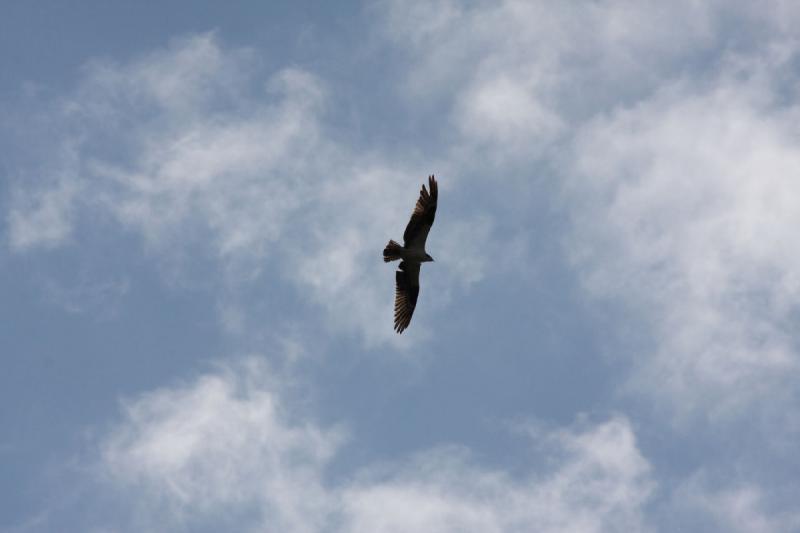 2009-08-03 09:33:15 ** Yellowstone National Park ** Osprey.