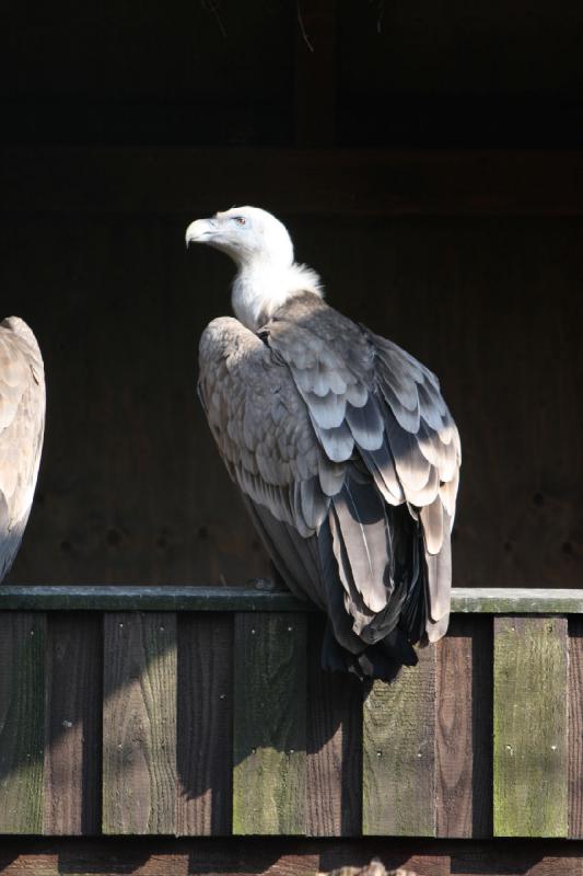 2010-04-13 16:20:10 ** Deutschland, Walsrode, Zoo ** 