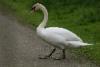 This swan wanted to cross the street right in front of our car.