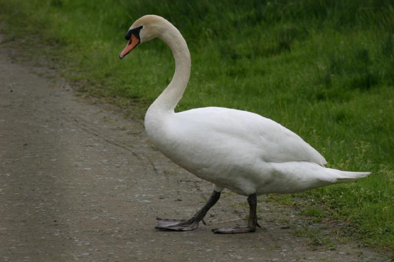 2005-05-07 15:09:03 ** Oregon, Roseburg, Zoo ** Dieser Schwan wollte unbedingt vor unserem Auto die Straße überqueren.