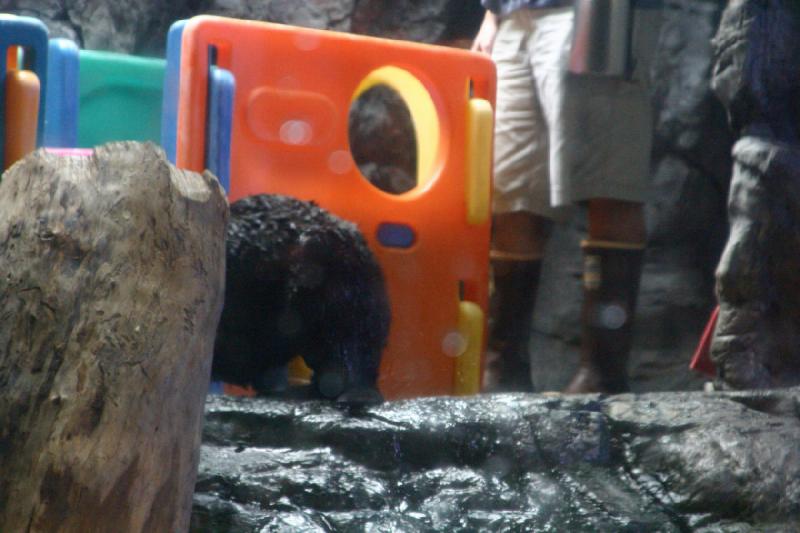 2007-10-13 10:51:04 ** Aquarium, California, Zoo ** The sea otter is fed.