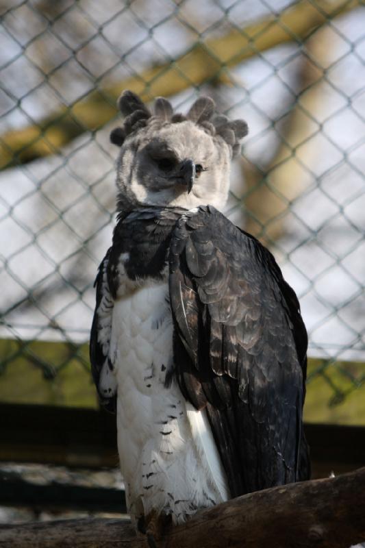 2010-04-13 16:24:00 ** Deutschland, Walsrode, Zoo ** Der Harpyie kommt aus Mittel- und Südamerika.