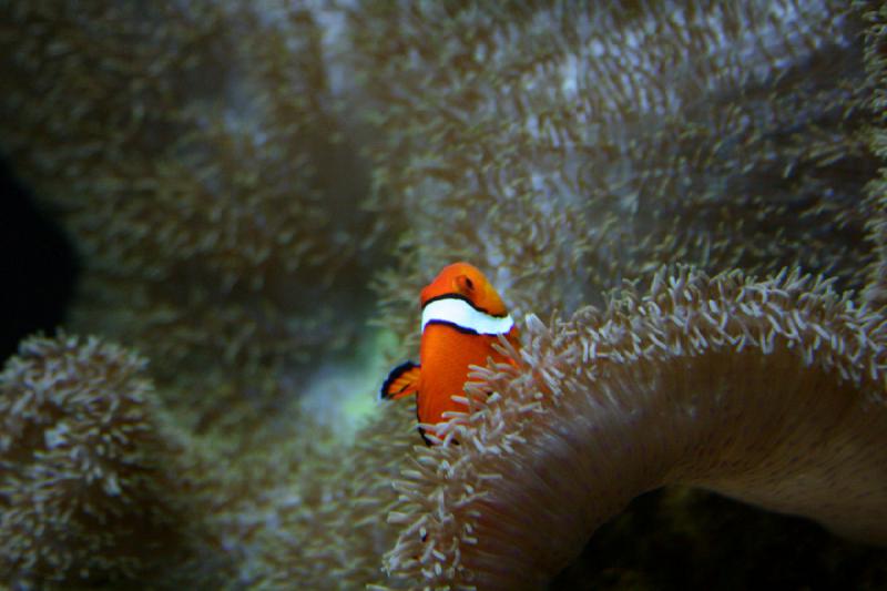 2007-09-01 11:37:18 ** Aquarium, Seattle ** Clownfisch.