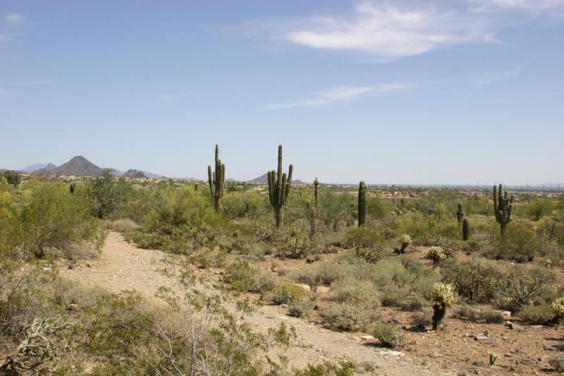 2007-04-14 14:32:32 ** Phoenix, Taliesin West ** Kakteen in der Nähe des Anwesens.