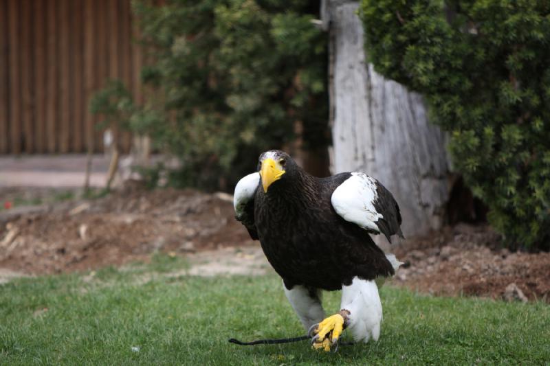 2011-05-07 11:02:15 ** Riesenseeadler, Utah, Zoo ** 