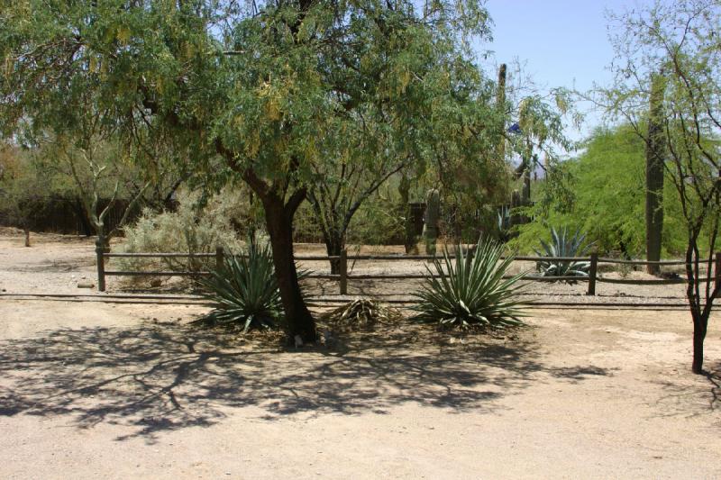 2006-06-17 11:45:18 ** Kaktus, Tucson ** In 'Old Tucson'.