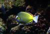 Colorful fish with coral.