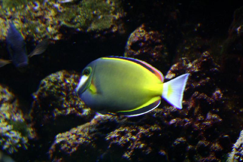 2007-09-01 11:30:22 ** Aquarium, Seattle ** Bunter Fisch mit Korallen.