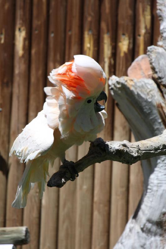 2011-07-15 14:50:48 ** Utah, Zoo ** 