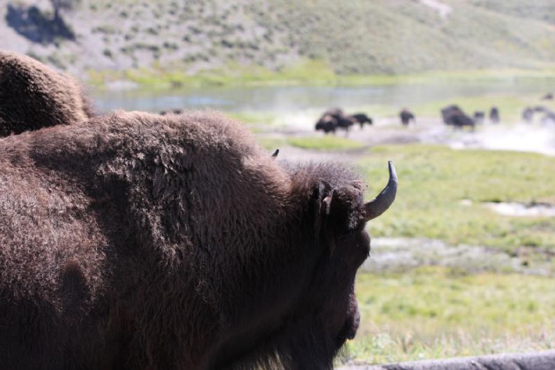 2008-08-16 11:39:35 ** Bison, Yellowstone Nationalpark ** 