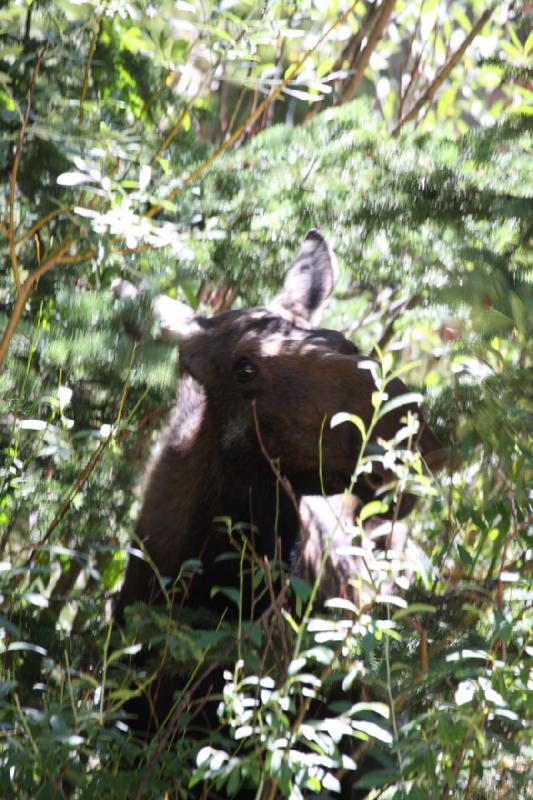 2010-08-21 11:13:47 ** Moose, Uinta Mountains ** 