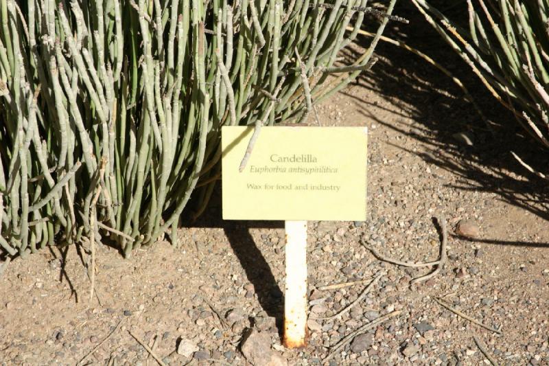 2007-10-27 14:17:38 ** Botanischer Garten, Kaktus, Phoenix ** Candelilla (Euphorbia antisyphilitica). Wachs für Nahrung und Industrie.