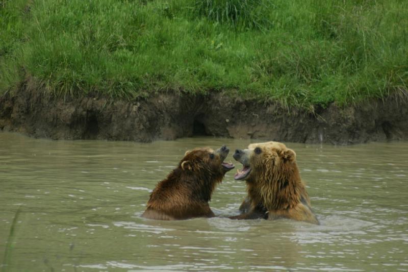 2005-05-07 14:36:20 ** Oregon, Roseburg, Zoo ** Bears play in the water.