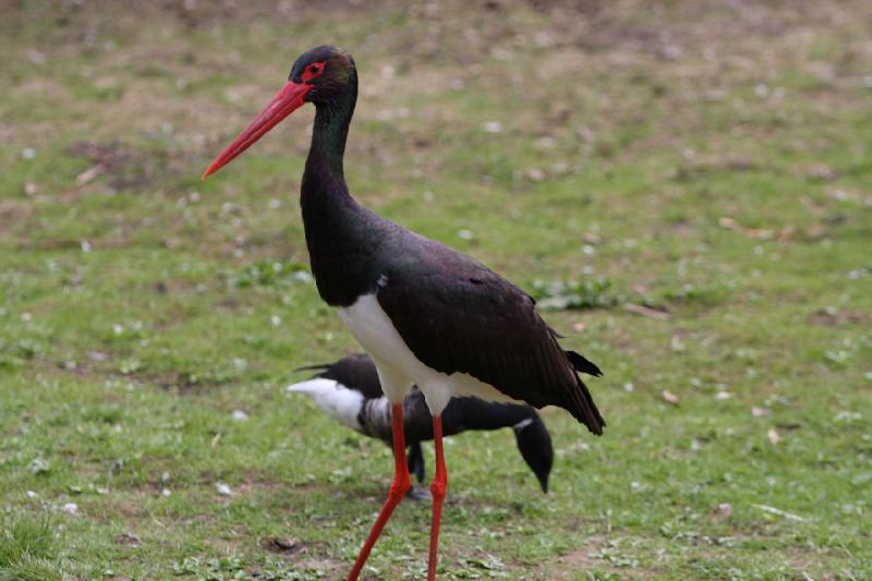 2010-04-13 15:44:41 ** Deutschland, Walsrode, Zoo ** 