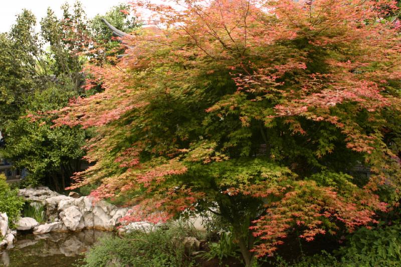 2005-05-05 12:18:06 ** Botanischer Garten, Oregon, Portland ** Dieser Baum sieht eher nach Herbst als nach Mai aus.