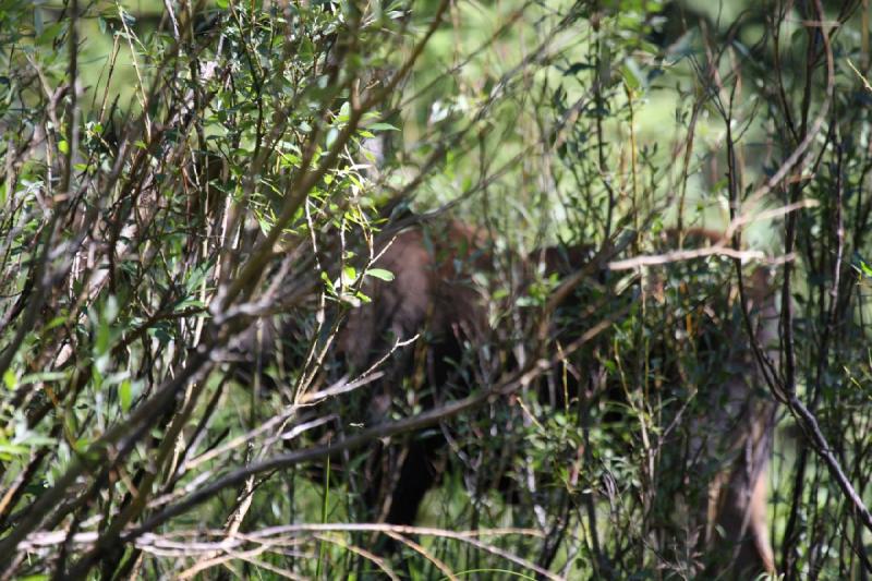 2010-08-21 10:54:57 ** Moose, Uinta Mountains ** 