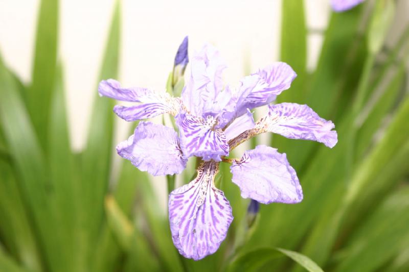 2005-05-05 12:27:13 ** Botanical Garden, Oregon, Portland ** Overexposed Iris.