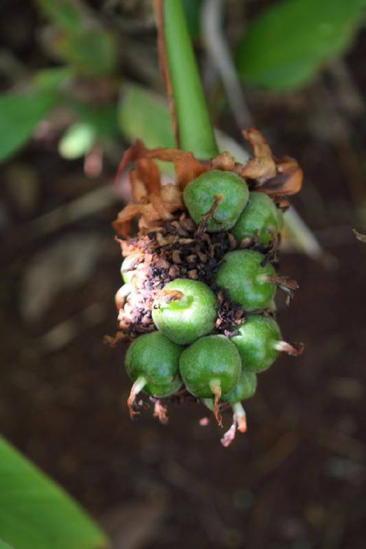 2011-11-27 11:52:26 ** Botanischer Garten, Hawaiʻi, Kauaʻi ** 