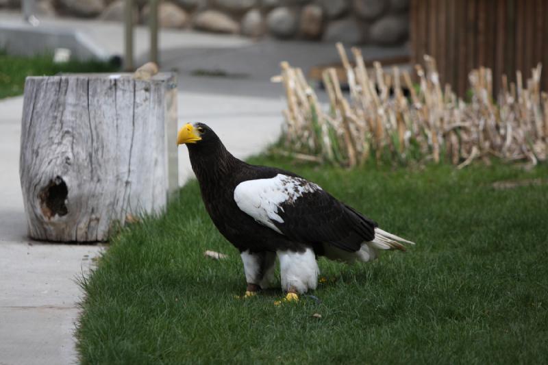 2011-05-07 11:02:57 ** Riesenseeadler, Utah, Zoo ** 