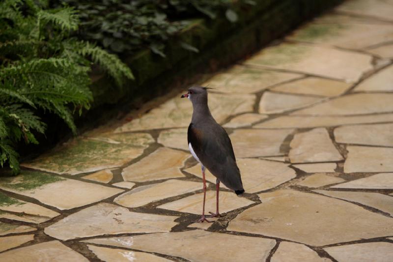 2010-04-13 13:57:03 ** Deutschland, Walsrode, Zoo ** 