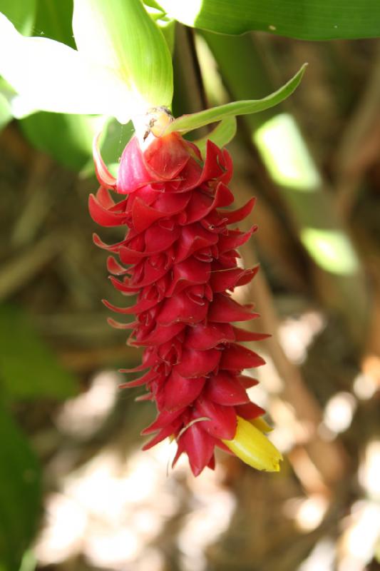 2011-11-27 11:54:17 ** Botanischer Garten, Hawaiʻi, Kauaʻi ** 