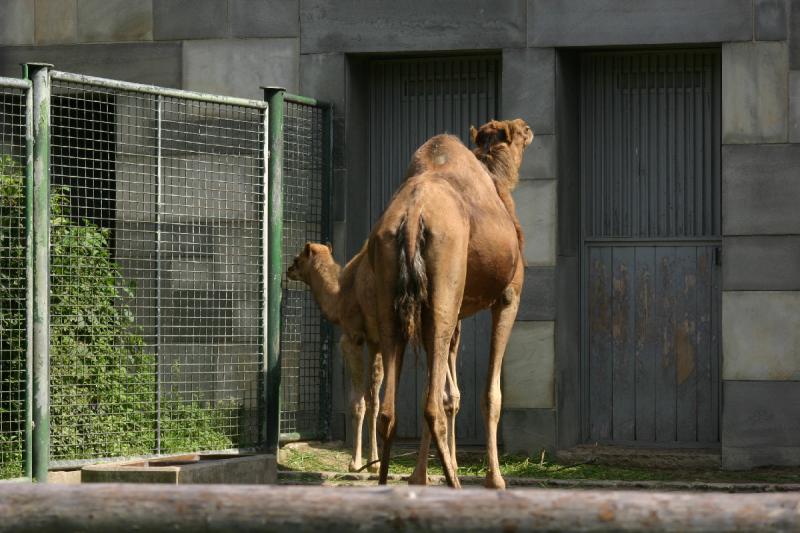 2005-08-24 13:09:03 ** Berlin, Germany, Zoo ** Dromedaries.