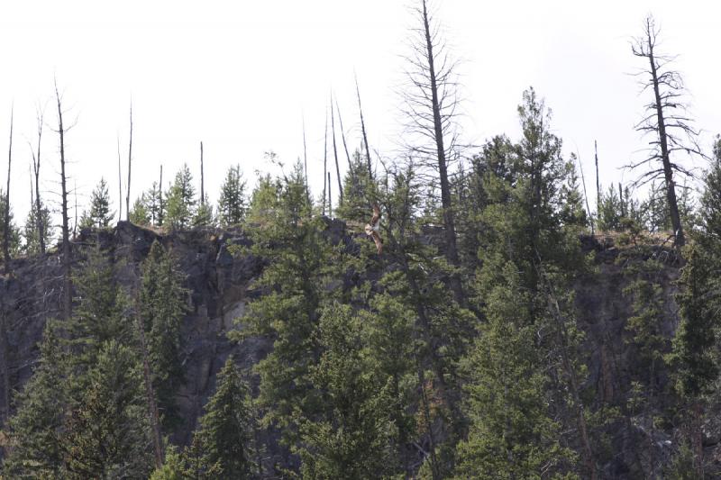 2008-08-15 15:11:32 ** Yellowstone National Park ** 