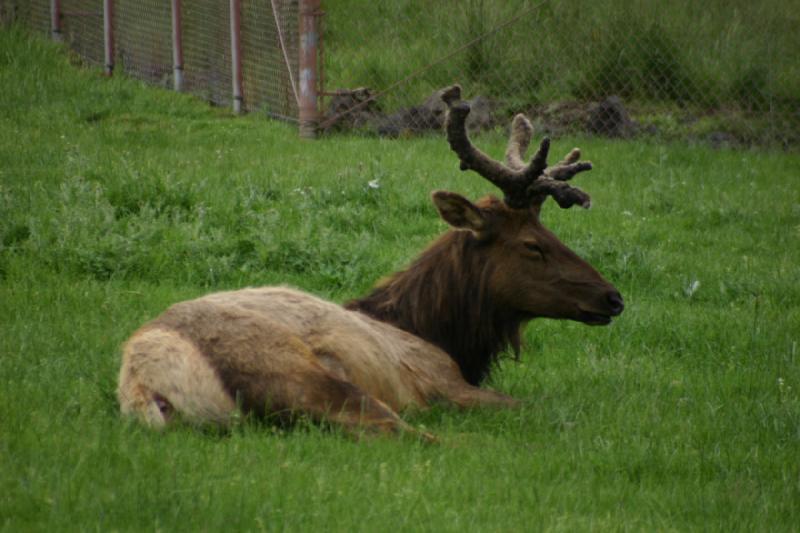 2005-05-07 14:34:22 ** Oregon, Roseburg, Zoo ** Hirsch.