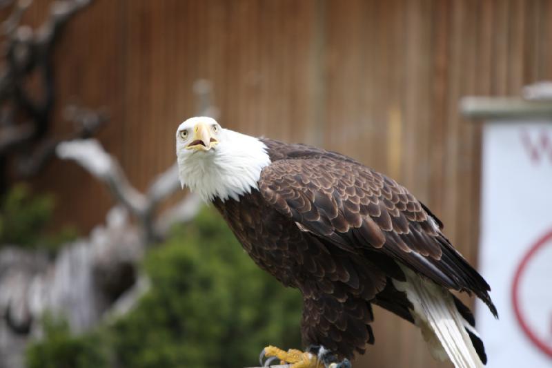 2011-05-07 11:23:11 ** Utah, Weißkopfseeadler, Zoo ** 