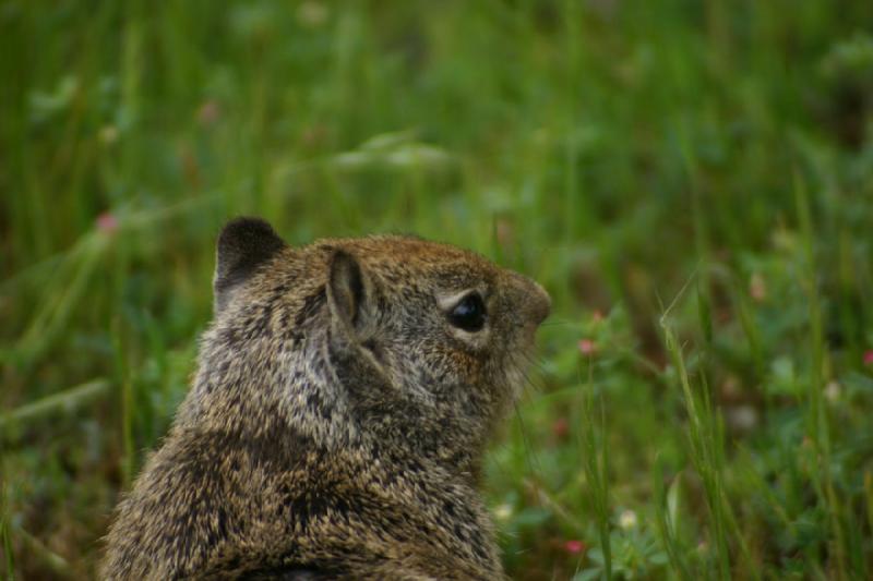 2005-05-07 14:52:02 ** Oregon, Roseburg, Zoo ** Squirrel.