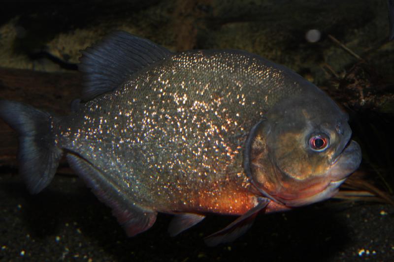 2012-05-19 09:11:48 ** Aquarium, Utah, Zoo ** 