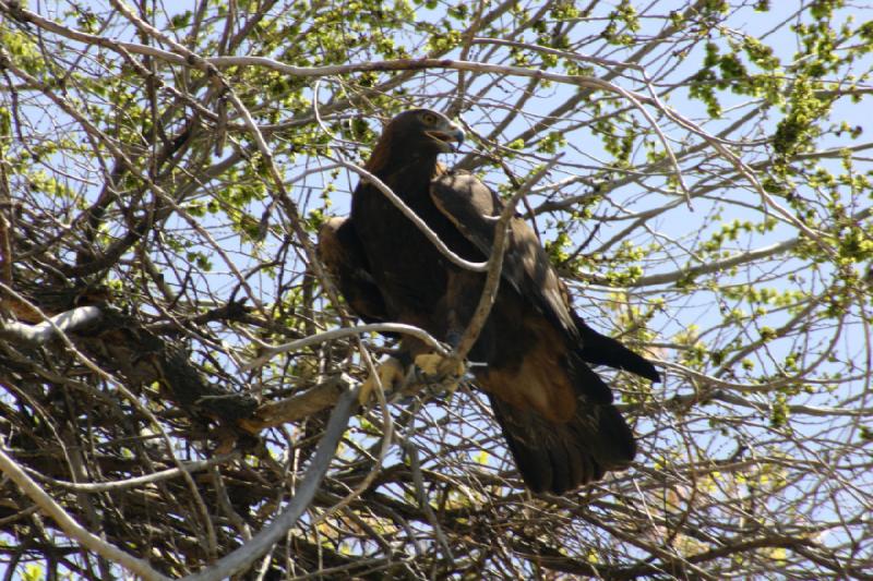 2008-05-04 13:35:02 ** Utah, Zoo ** 