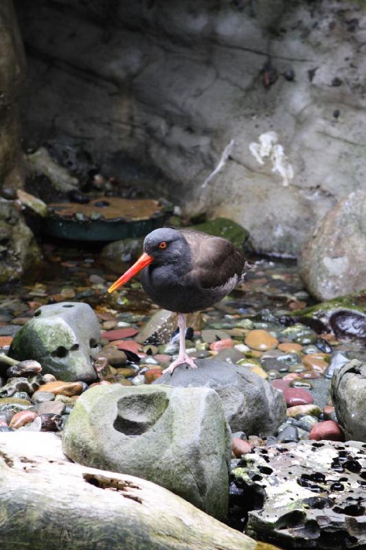 2012-06-16 12:17:14 ** Aquarium, Seattle ** 