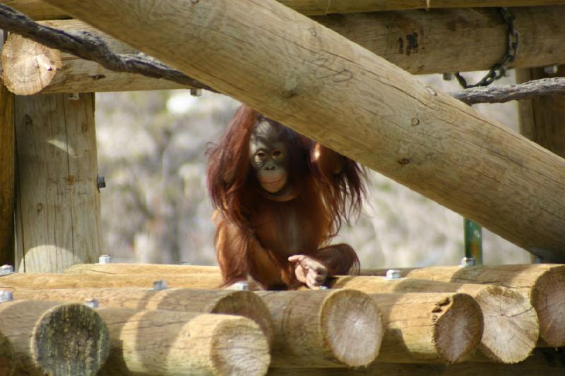 2007-03-11 13:33:46 ** Utah, Zoo ** Orang-Utan-Baby.