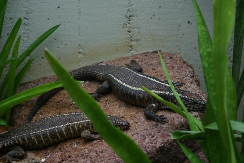 2005-08-25 14:53:13 ** Berlin, Germany, Zoo ** Monitor lizards.