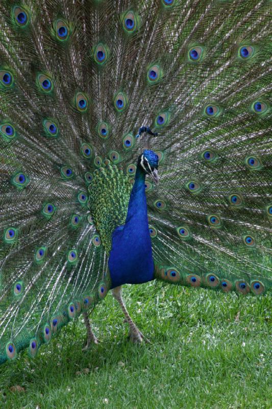 2007-05-06 16:35:44 ** Utah, Zoo ** Pfau.