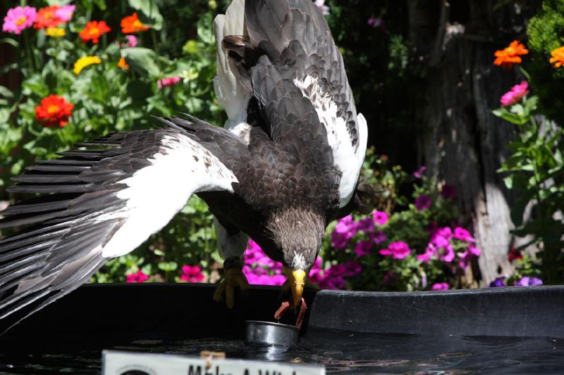 2011-07-15 13:02:36 ** Riesenseeadler, Utah, Zoo ** 