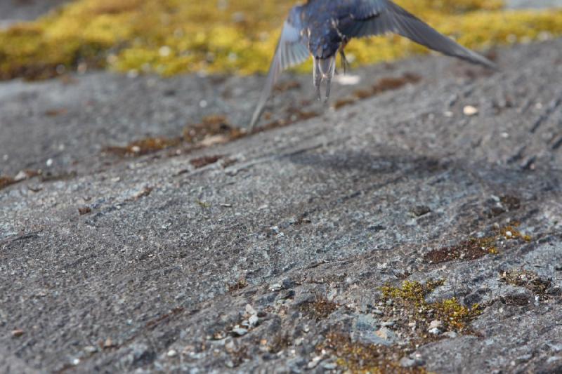 2012-06-20 16:46:54 ** Alaska, Juneau, Kreuzfahrt ** Für ein weiteres Foto dieser Schwalbe war ich etwas zu langsam.