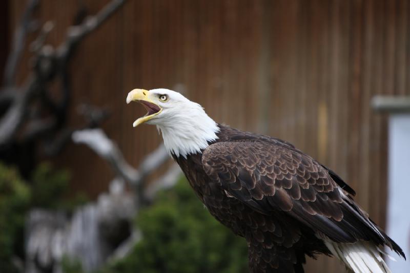 2011-05-07 11:23:13 ** Utah, Weißkopfseeadler, Zoo ** 