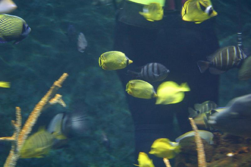 2007-09-01 11:22:44 ** Aquarium, Seattle ** Fische.