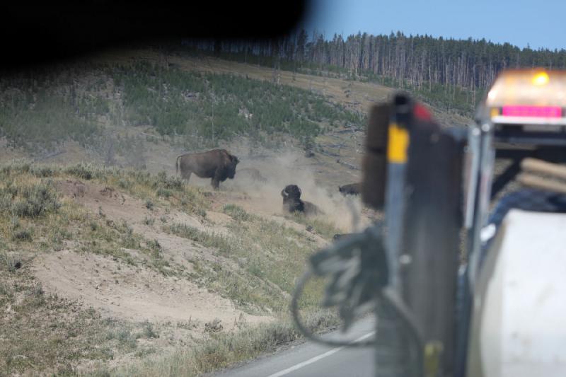 2008-08-16 11:44:51 ** Bison, Yellowstone National Park ** 