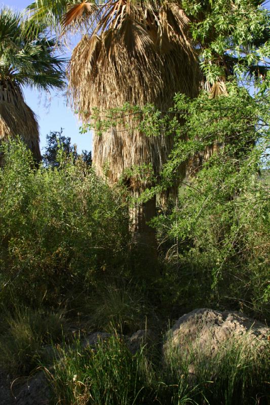 2006-06-17 18:06:10 ** Botanischer Garten, Tucson ** Palme.