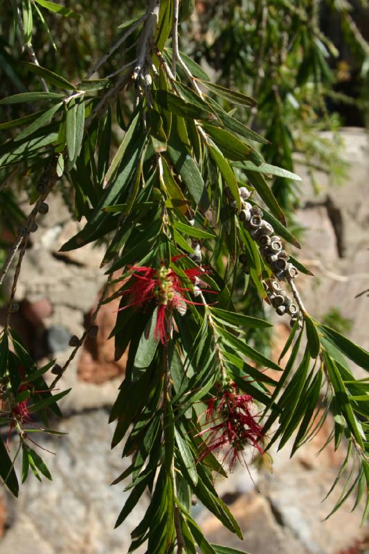 2007-04-14 15:21:32 ** Phoenix, Taliesin West ** Baum mit Blüten.