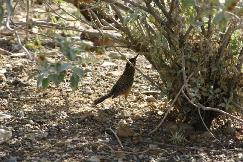 2007-04-14 16:03:18 ** Phoenix, Taliesin West ** Dieser Vogel ist auf der Suche nach etwas Essbarem.